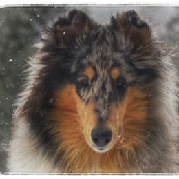 Collie Puppies from Glenelg Collies