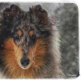 Collie Puppies from Glenelg Collies