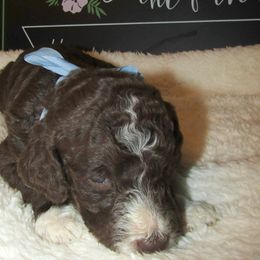 Goldendoodle and Poodle Puppies from David & Patricia Elliott