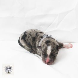Miniature Australian Shepherd Puppies from Yarborough Kennels