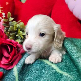 Cody - Cream male Dachshund puppy in Pocasset, Massachusetts from Dachs of the Bay