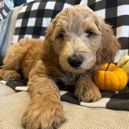 Cheeto (Orange) - Apricot Goldendoodle puppy in Spearfish, South Dakota from Hillsview Farm