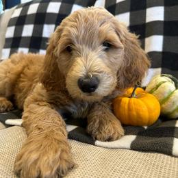 Cheeto (Orange) - Apricot Goldendoodle puppy in Spearfish, South Dakota from Hillsview Farm