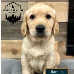 Ramen - Golden male Golden Retriever puppy in Star, Idaho from Gold Treasure Retrievers