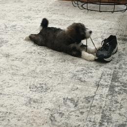 Bernedoodle and Poodle Puppies from Sunset Family Farm