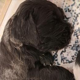 Rhys - male Assorted Doodle Crosses puppy in Northumberland, Pennsylvania from Light and Life Doodles
