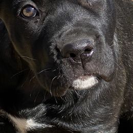 Cane Corso Puppies from Reliance Cane Corso