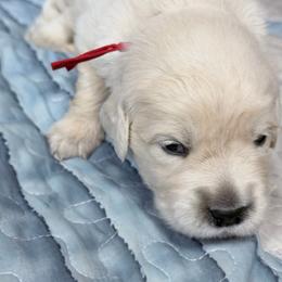 Red girl - Light golden female Golden Retriever puppy in Tylertown, Mississippi from Southern Paws, LLC