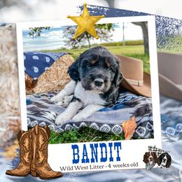 Bandit - Black white and tan male English Springer Spaniel puppy in Albany, Minnesota from Farm Fresh Labradors & English Springers