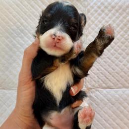 Tricolor Female 1 - Tri-color female Bernedoodle puppy in Brooksville, Florida from Kruger Doodles