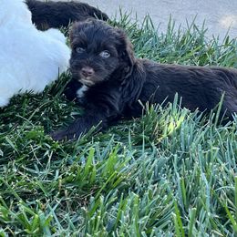 Portuguese Water Dog Puppies from Pleasant Hill Portuguese Water dog