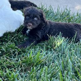 Portuguese Water Dog Puppies from Pleasant Hill Portuguese Water dog