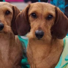 Wednesday - Dachshund