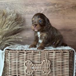 Silver Girl-Phantom Brown Merle - Merle female Goldendoodle puppy in Lowville, New York from DM Hilltop FURfamily