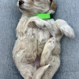 Cavapoo, Havanese, Havapoo, and Poodle Puppies from West Cobb Dogs