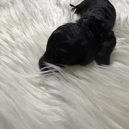 Pandora - Black female Goldendoodle puppy in Arlington, Texas from Chambers Doodle Patch