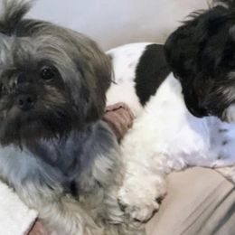 Shih Tzus from Poppy’s Shih Tzu Palace