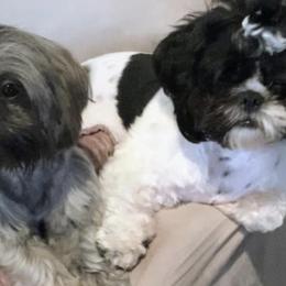 Shih Tzus from Poppy’s Shih Tzu Palace