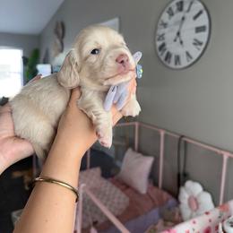 Cotton - Cream male Dachshund puppy in Summerfield, Florida from Dachshundly Perfect