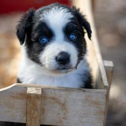 Chocolate - Black tri-color male Australian Shepherd puppy in Yulee, Florida from Towkach Mini Ranch