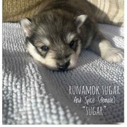 Runamok Sugar And Spice (Sugar) - Wolf sable female Pomsky puppy in St. Maries, Idaho from Runamok Farm