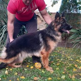 Piranha - German Shepherd