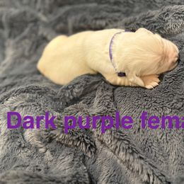 Macadamia - Light golden female Golden Retriever puppy in Salt Lake City, Utah from Soaring golden retrievers