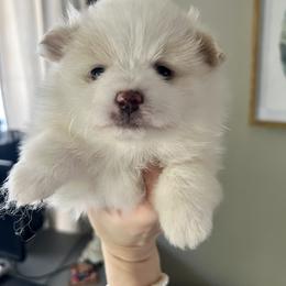 Pomeranian and Shih Tzu Puppies from Laik’s Little Shihtz & Poms