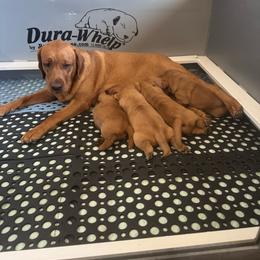 Boy - Yellow male Labrador Retriever puppy in Littlefield, Arizona from Susan Burkey