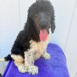 Elm - Parti male Poodle puppy in Meadowbrook, California from Standard Poodle Pups