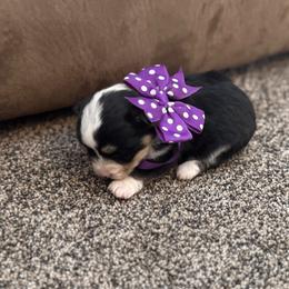 Boy 2 - Black and tan male Corgipoo puppy in Junction, Utah from Sugar Doodles