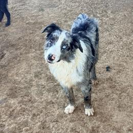 Tide - Blue merle male Australian Shepherd puppy in Mineral Wells, Texas from A6 Australian Shepards