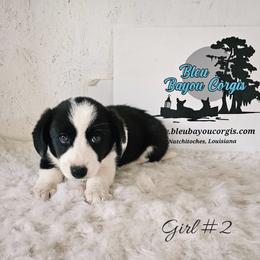 Girl 2 - Black and white female Cardigan Welsh Corgi puppy in Natchitoches. La, Louisiana from Bleu Bayou Corgis