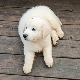 Available - Light golden female Golden Retriever puppy in Slaughters, Kentucky from Kimber's Helping Paws