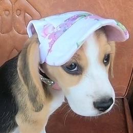 Beagle Puppies from Beam's Beagles