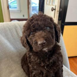 Hershey - Chocolate male Labradoodle puppy in Lowville, New York from Adirondack Labradoodles