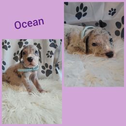 Girl 4 - Great Dane puppy in Gonzales, Louisiana from Anstatt House Of Danes