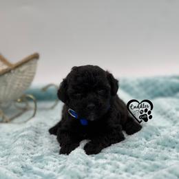Buster - Black male Poodle puppy in Nashville, Arkansas from Cuddles n Curls