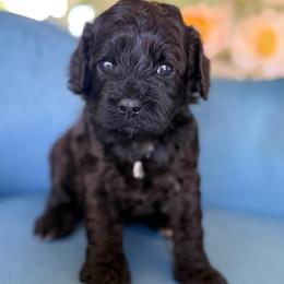 Male 1 - Black male Cavapoo puppy in Yuciapa, California from AlltheDoodlez_