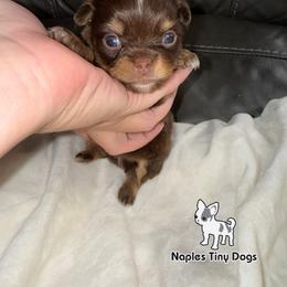 Dozer - Chocolate and tan male Chihuahua puppy in Naples, Florida from Naples Tiny Dogs