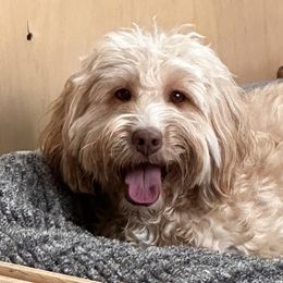 Rosee - Australian Labradoodle