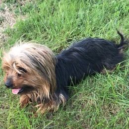 Yorkshire Terriers from C & S Home Bred Yorkies