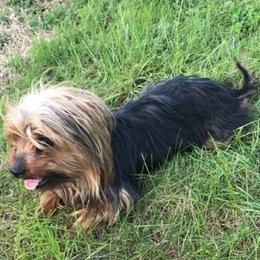 Yorkshire Terriers from C & S Home Bred Yorkies