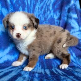SpongeBob - Red merle male Miniature Australian Shepherd puppy in Buchanan, Georgia from Stanleyville Farm Mini Aussies