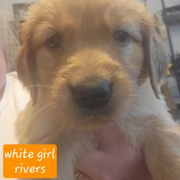 Girl 4 - Golden female Golden Retriever puppy in Lakewood, Washington from Lenhart Goldens