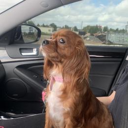 Harlow - Cavalier King Charles Spaniel