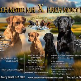 Labrador Retriever puppies from AKS’s Water Bound Retrievers