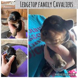 White - Black and tan male Cavalier King Charles Spaniel puppy in Greenleaf, Wisconsin from Ledgetop Family Cavaliers