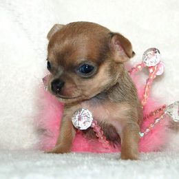 Chihuahua Puppies from Lucky Star Chihuahuas