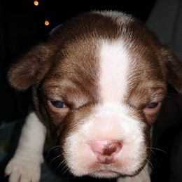 Boston Terrier Puppies from Shadow Town Boston's